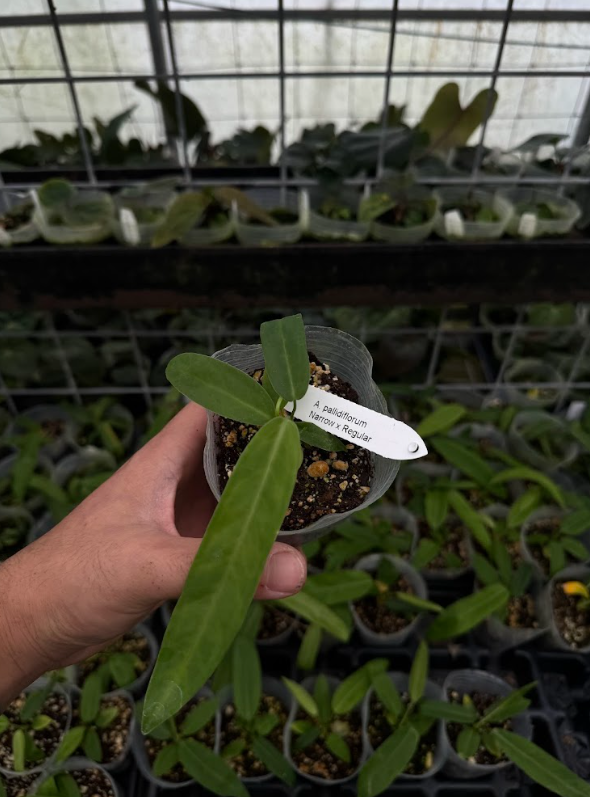 A. pallidiflorum Narrow x Regular