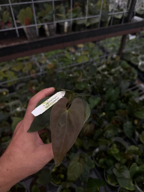 A. papillilaminum 'Wu9' x 'Voldemort'