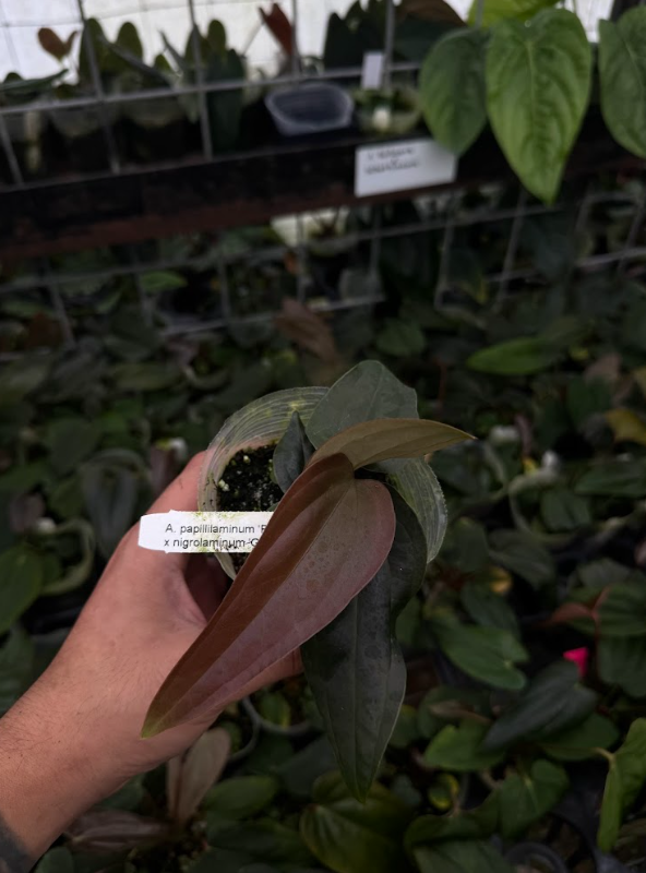 A. papillilaminum 'Ree Garden' x nigrolaminum 'Gigi'