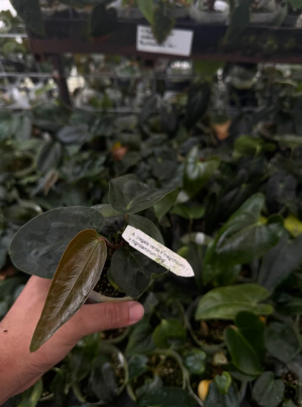 A. (regale x magnificum) x nigrolaminum 'Gigi'