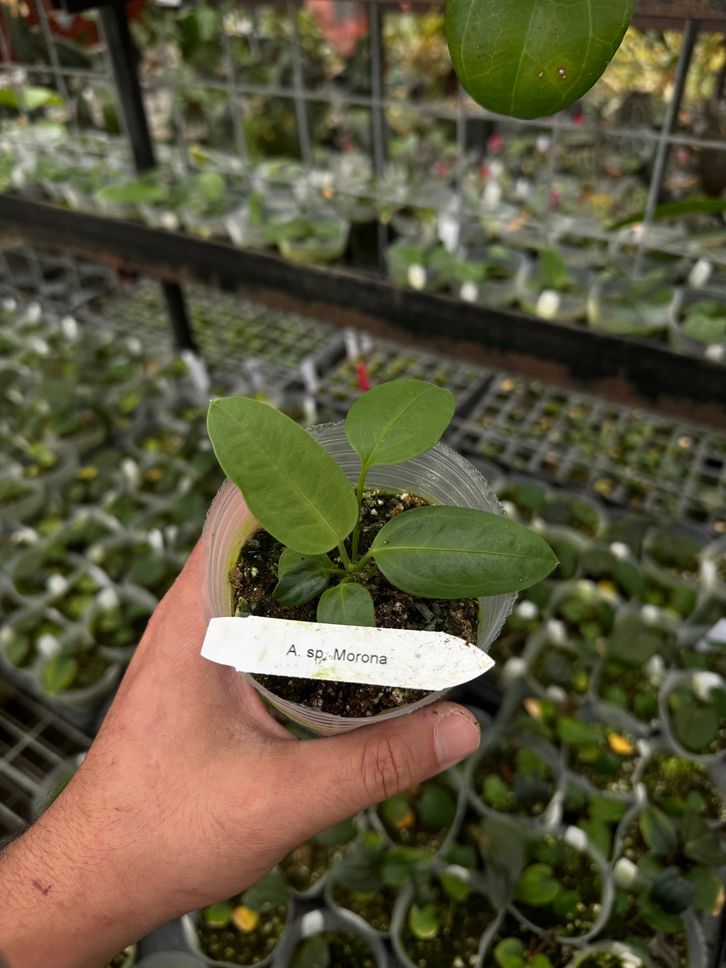 Anthurium sp. Morona small