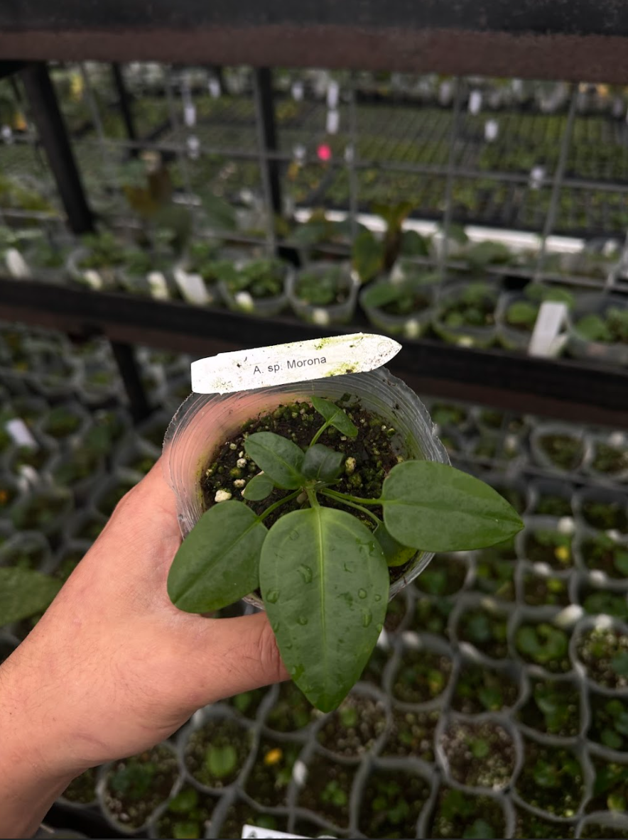 Anthurium sp. Morona small