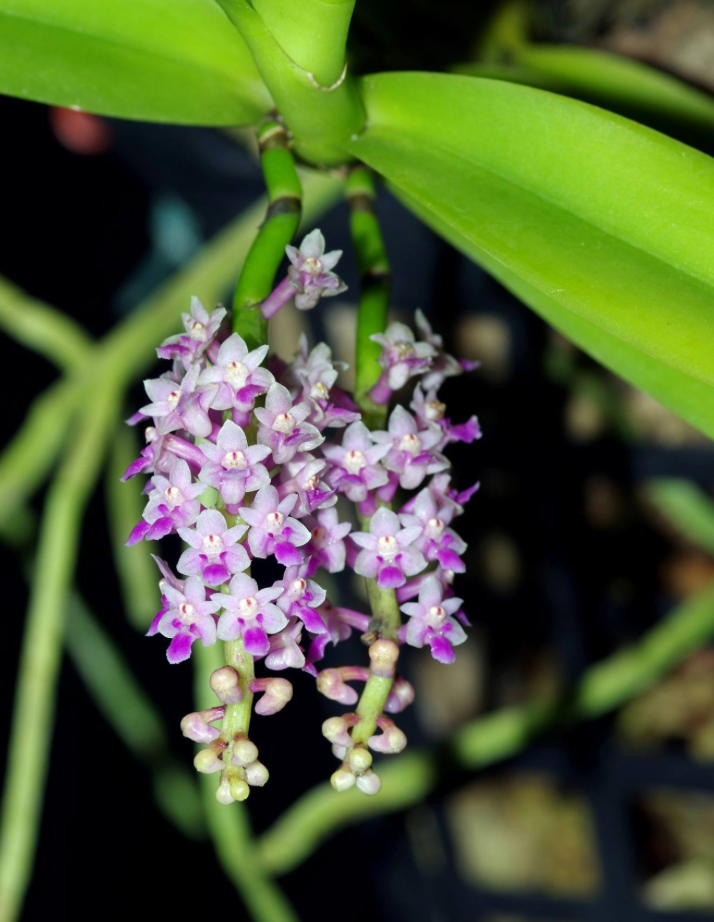 Smitinandia micrantha