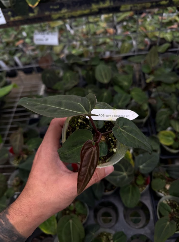 A. AOS dark form x besseae aff