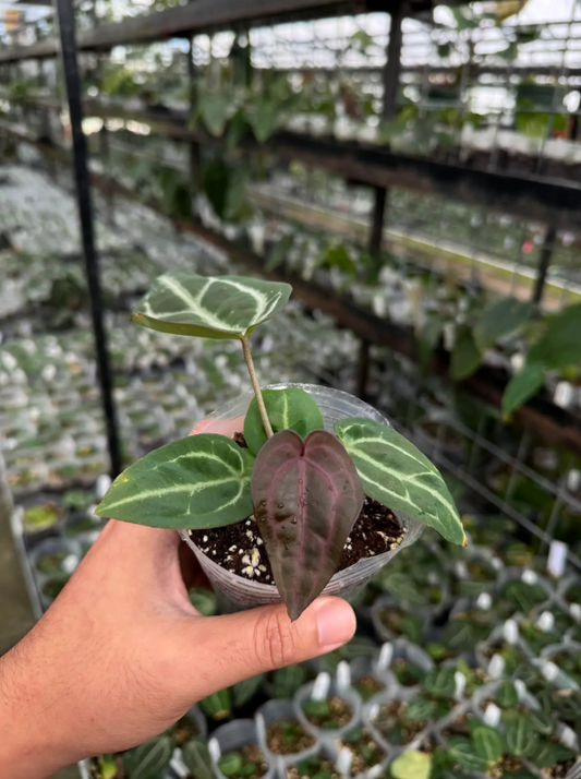 Anthurium Red Crystal