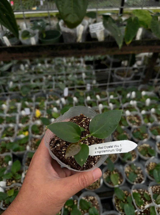 Anthurium Red Crystal x nigrolaminum 'Gigi'