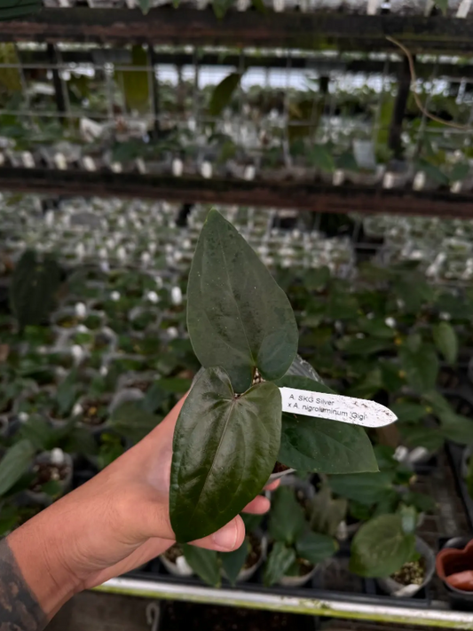 Anthurium SKG Silver x nigrolaminum 'Gigi'