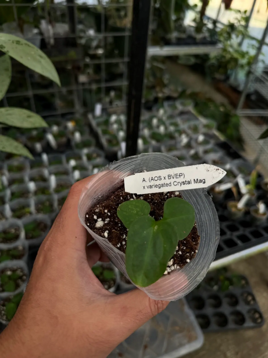 Anthurium (AOS x BVEP) x variegated crystal mage