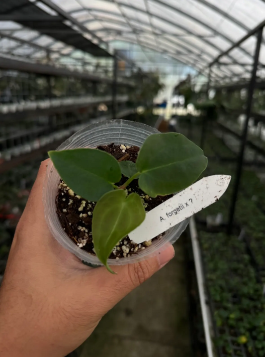 Anthurium forgetii x ?