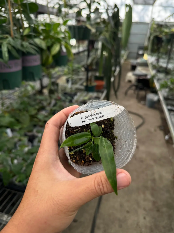 Anthurium pallidiflorum narrow x regular