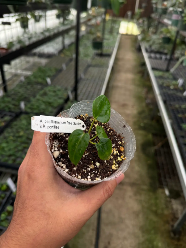 Anthurium papillilaminum Ree Garden x portillae 'Dorito'