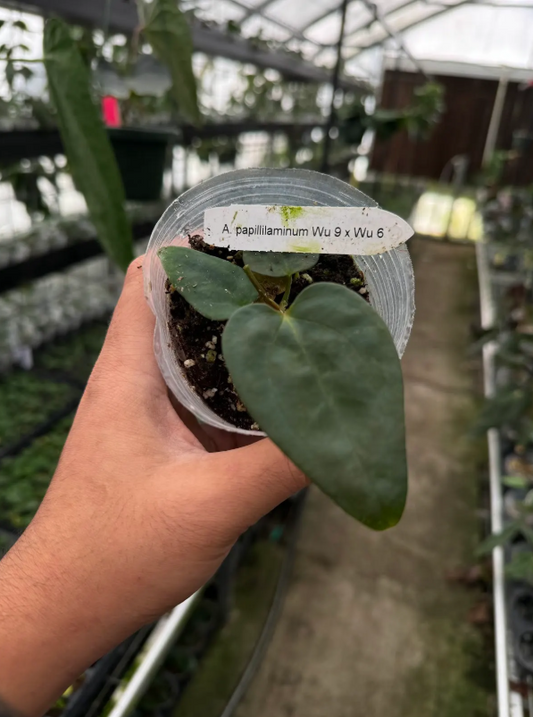 Anthurium papillilaminum Wu9 x Wu6