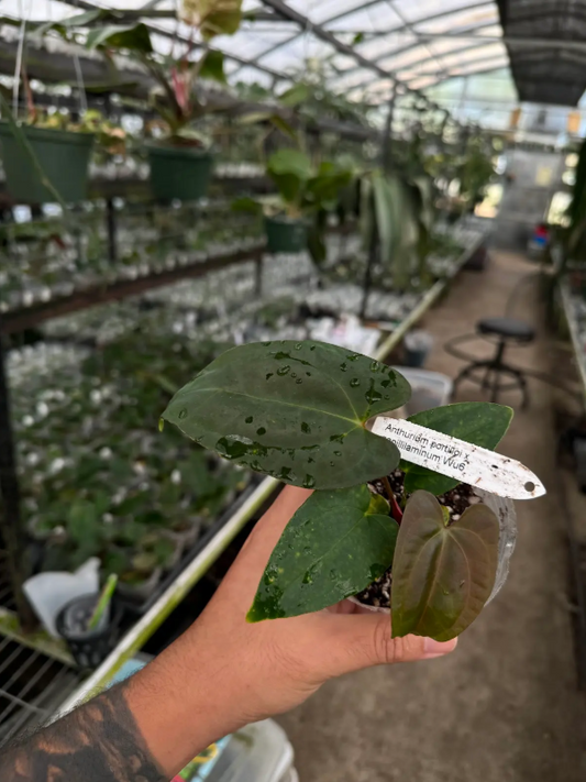 Anthurium portilloi x papillilaminum Wu6