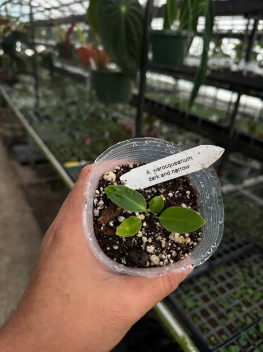 Anthurium warocqueanum dark and narrow form