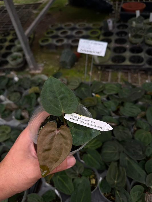 A. BVEP 'Mushroom' x (AOS dark x carlablackiae)