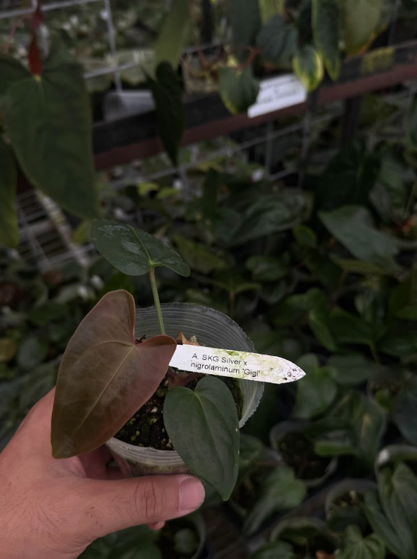 A. SKG Silver x nigrolaminum 'Gigi'