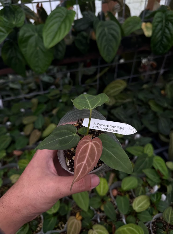 A. Wuhoo's First Night x FTG crystallinum