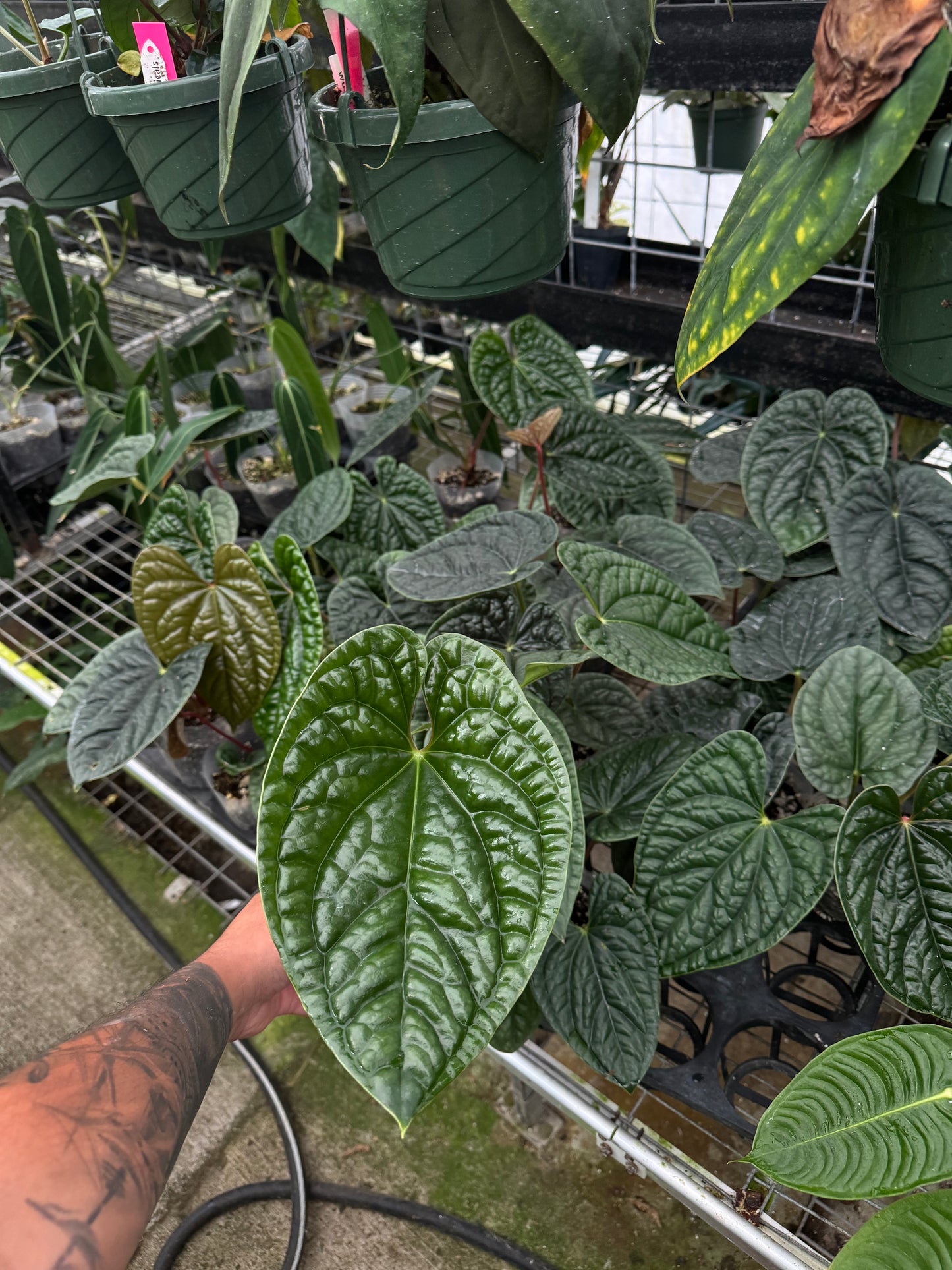 Anthurium luxurians dark form