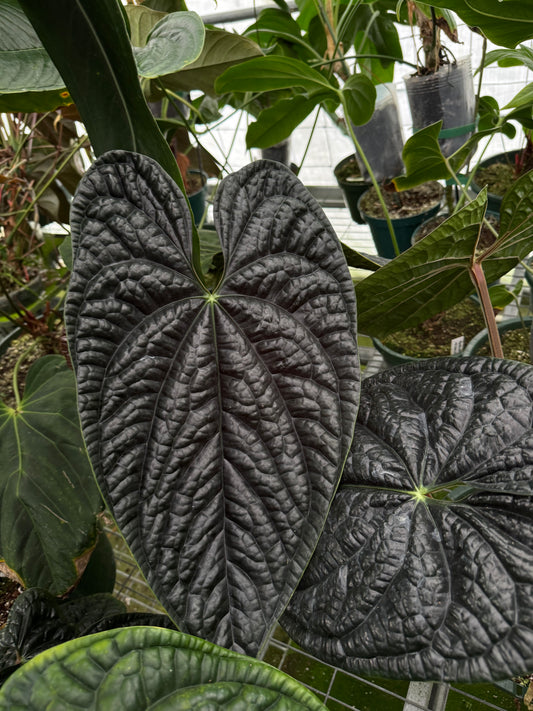 Anthurium luxurians dark form