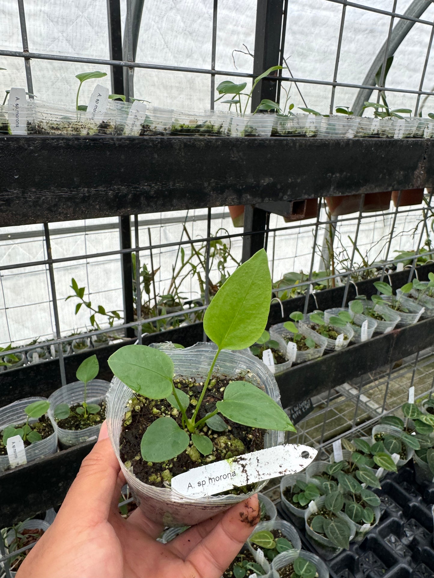 Anthurium sp. Morona seedling