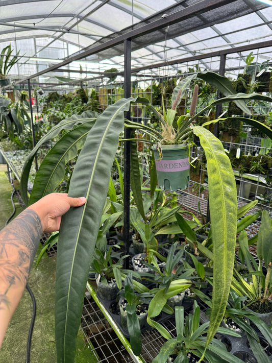 Anthurium sp. Morona seedling