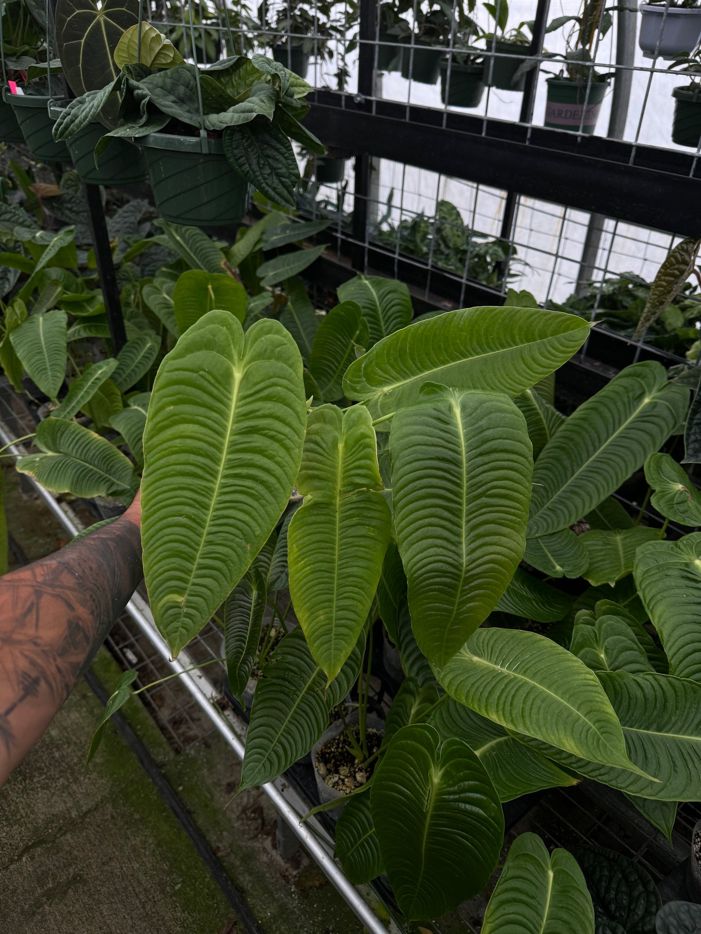 Anthurium veitchii narrow form