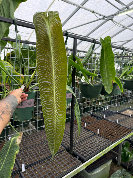 Anthurium veitchii narrow form