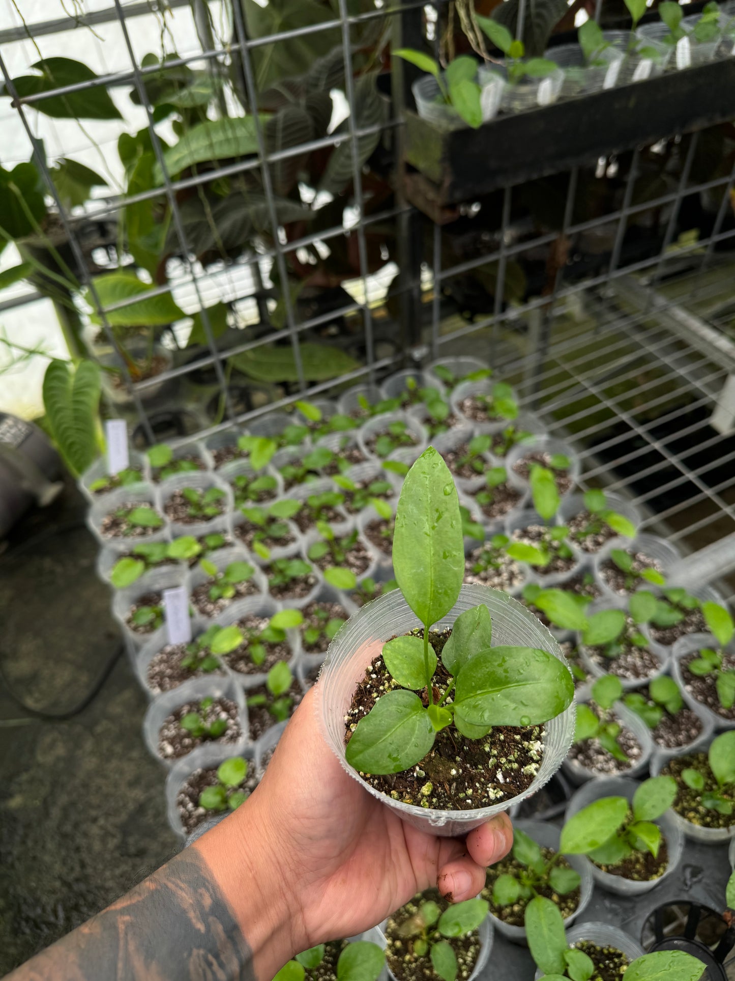 Anthurium vittarifolium seedling