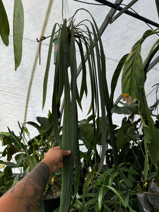 Anthurium vittarifolium seedling