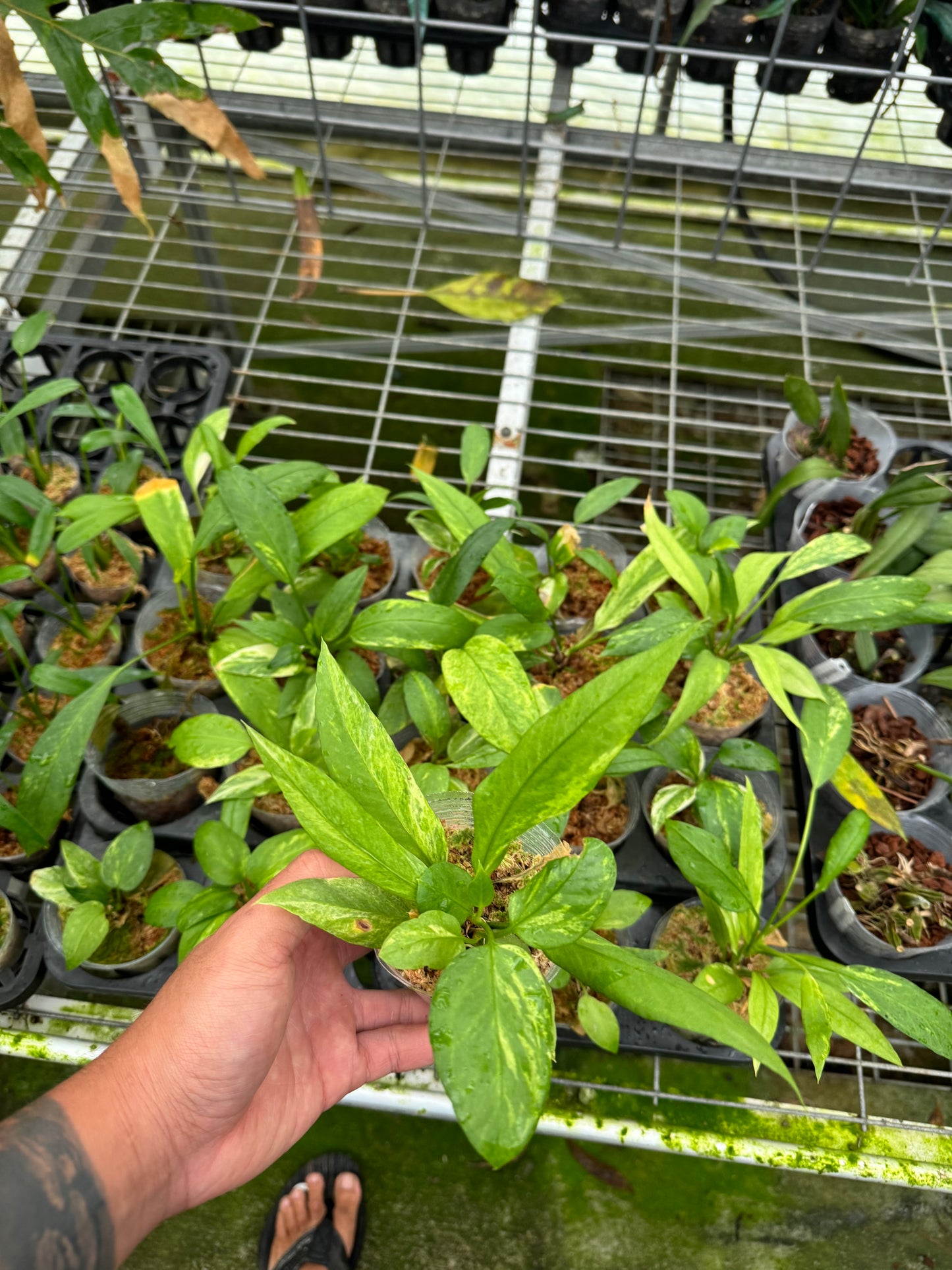 Anthurium vittarifolium variegata seedling