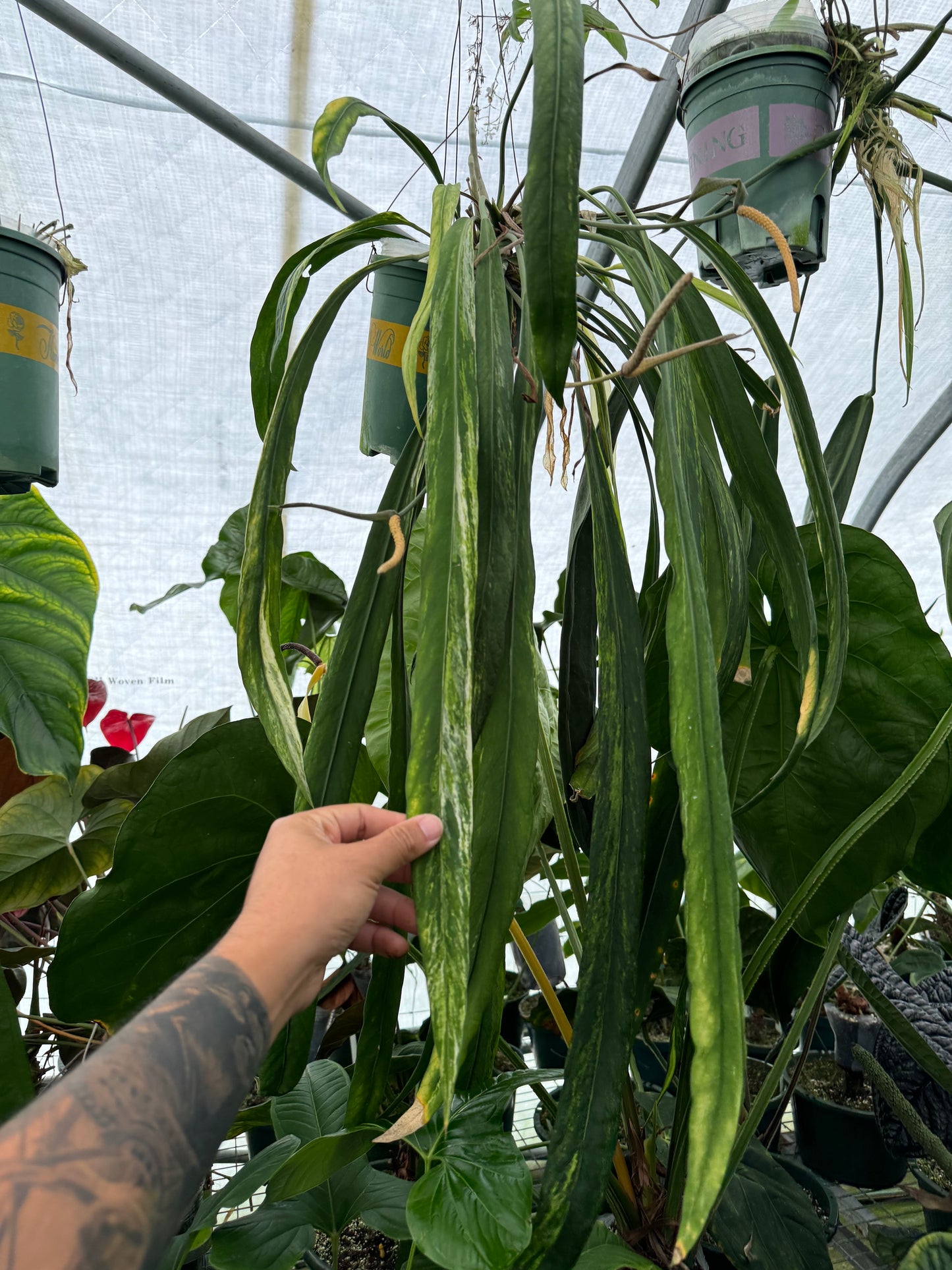 Anthurium vittarifolium variegata seedling