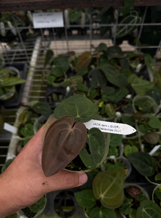 A. (AOS dark x BVEP) x carlablackiae Wu1