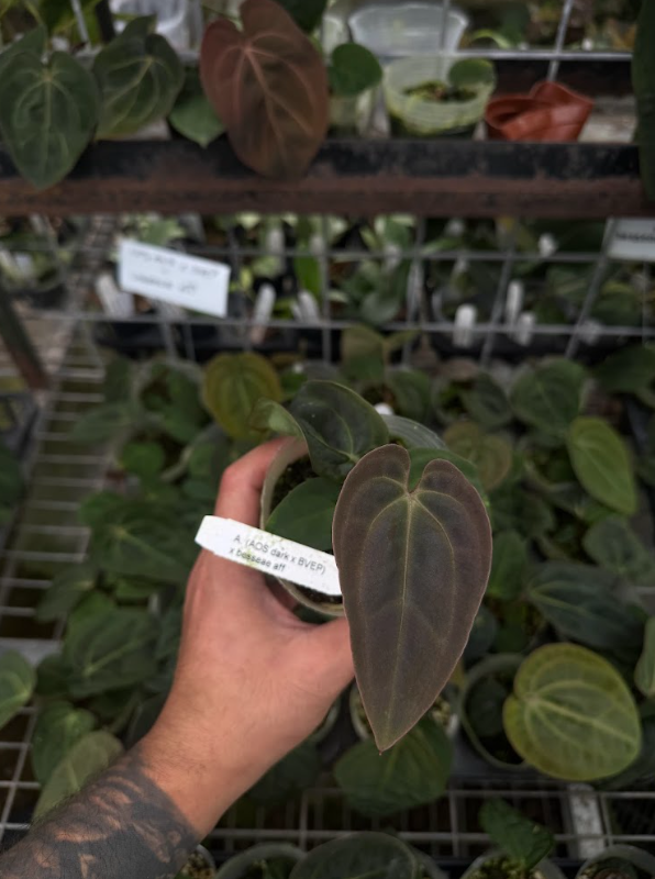 A. (AOS dark x BVEP) x besseae aff