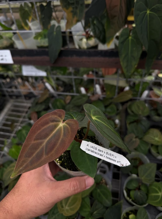 A. (AOS dark x BVEP) x (carlablackiae x besseae aff)