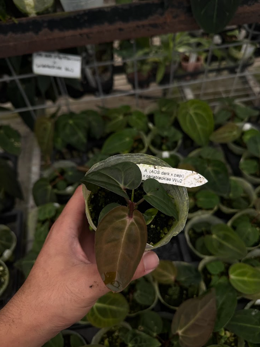 A. (AOS dark x papi) x carlablackiae Wu2