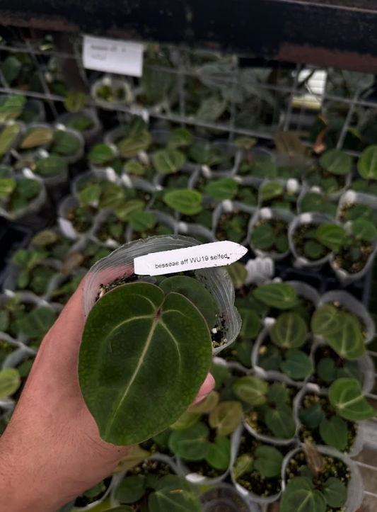 A. besseae aff selfed