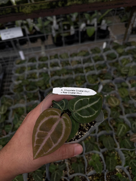 A. Chocolate Crystal Wu1 x Red Crystal Wu1