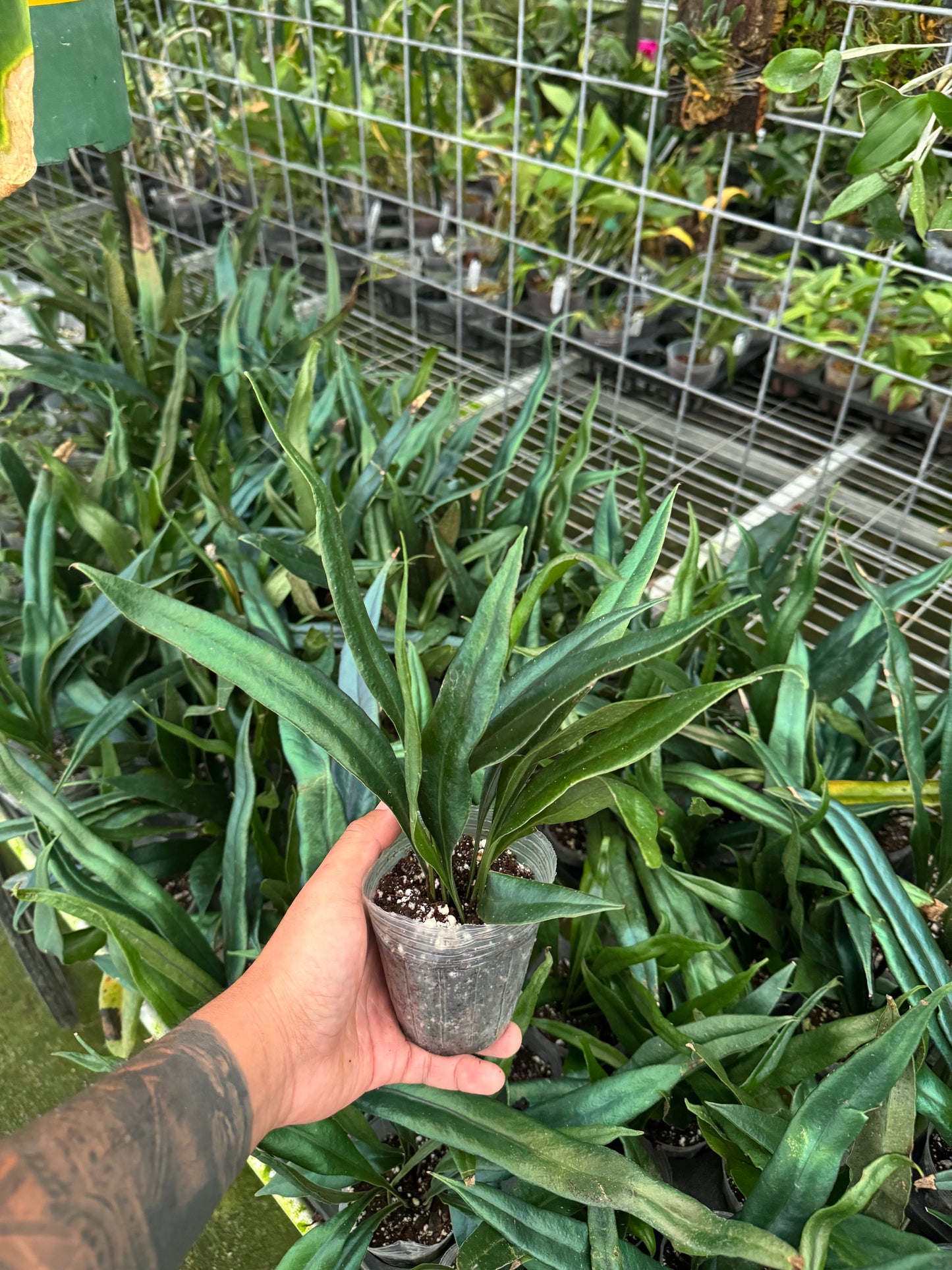 Microsorum thailandicum, blue oil fern, big plant