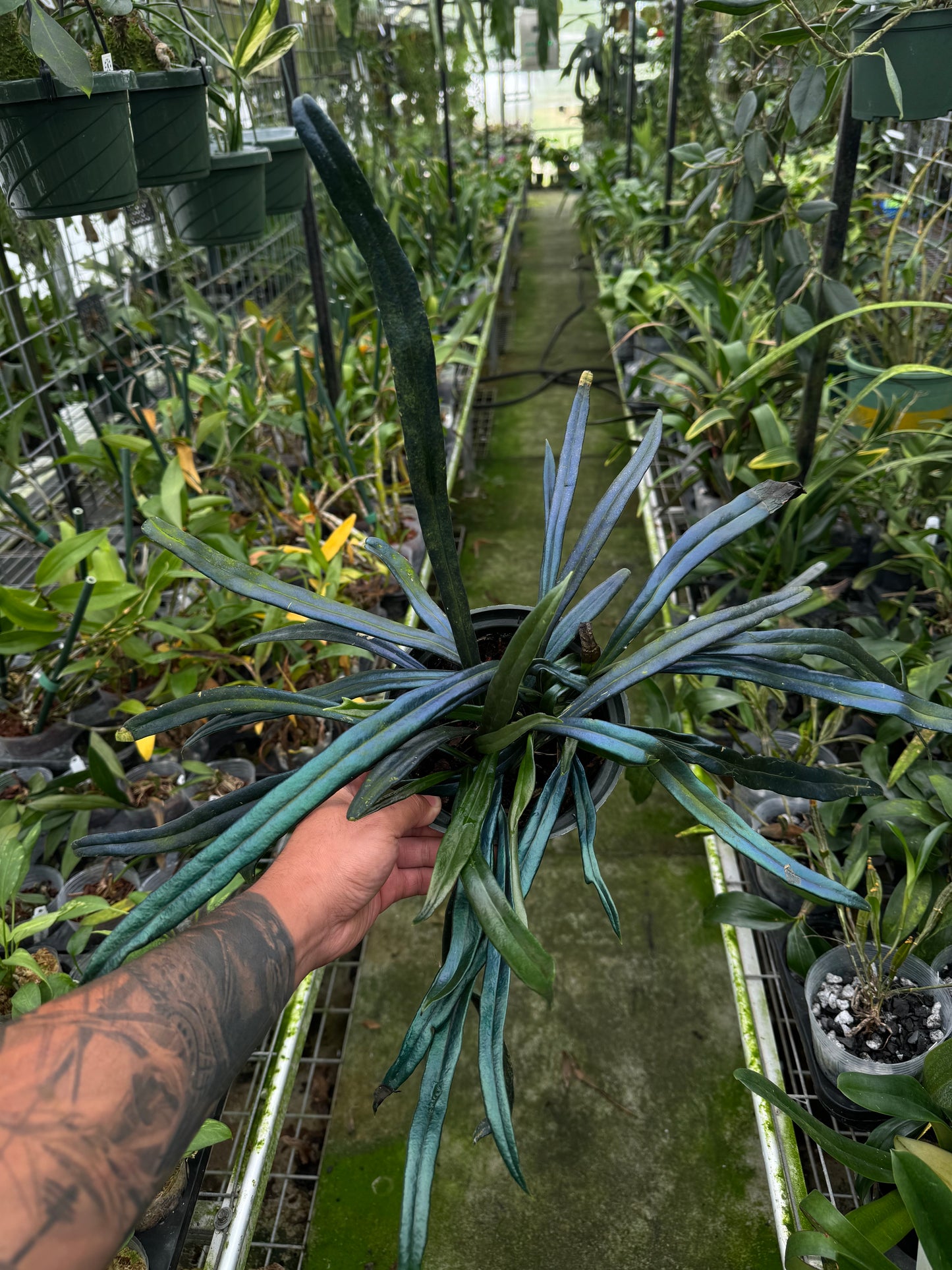 Microsorum thailandicum, blue oil fern, big plant