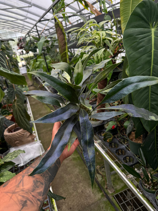 Microsorum siamensis, rare blue oil fern