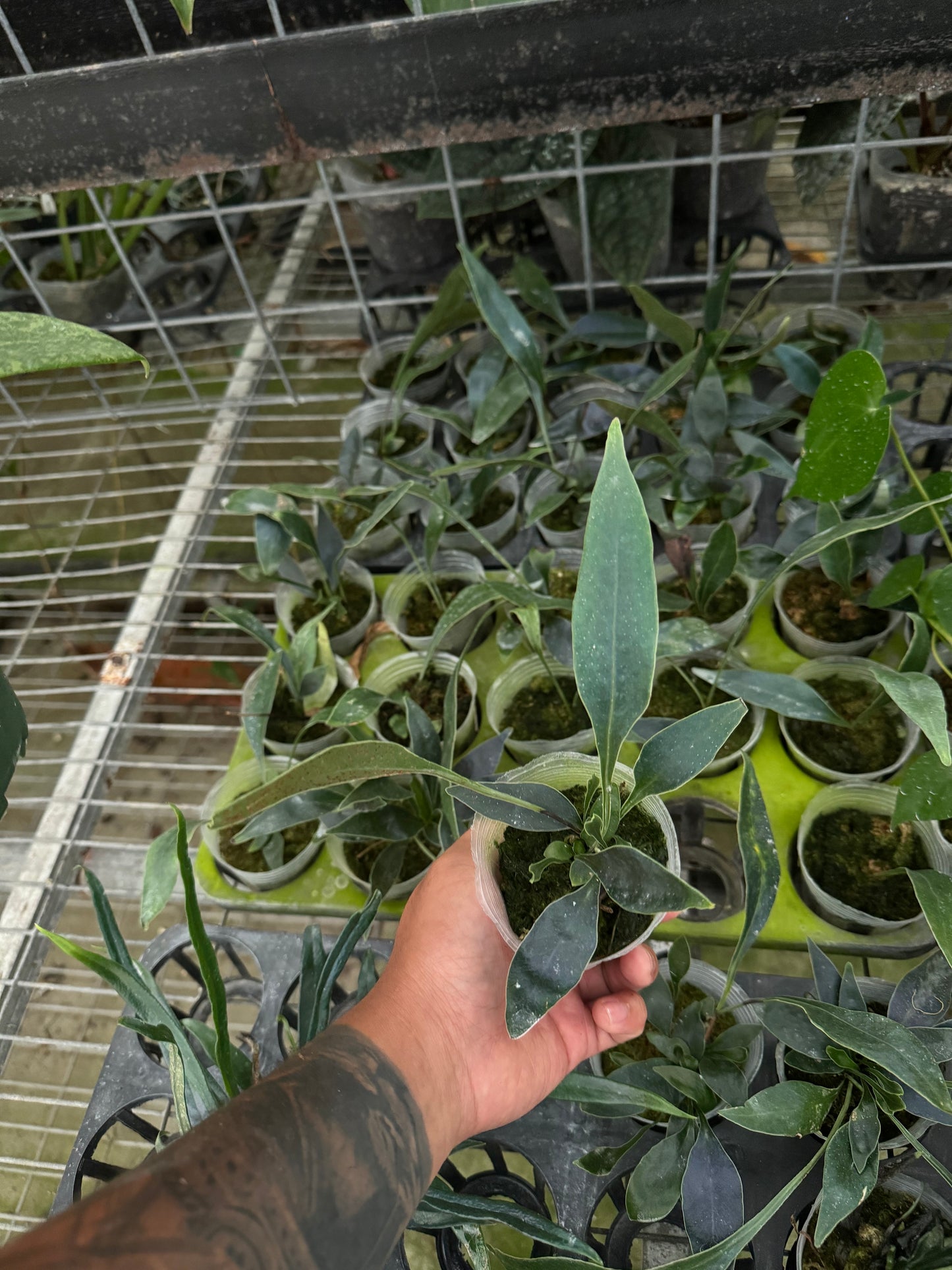 Microsorum siamensis, rare blue oil fern