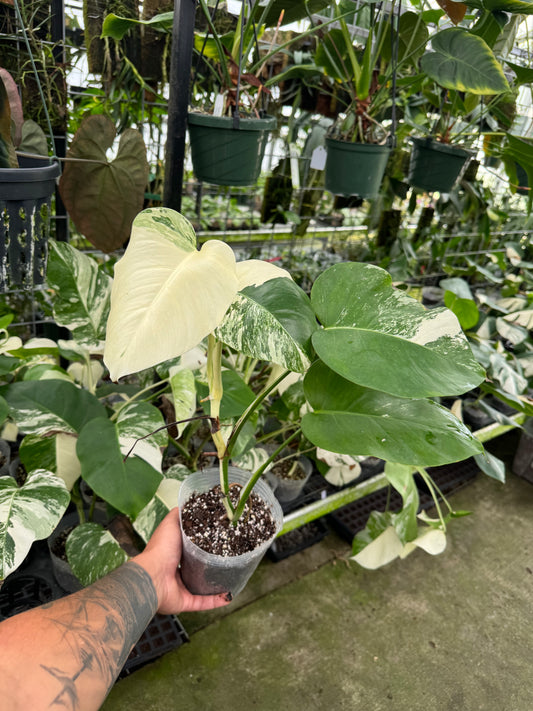 Monstera albo (small form)