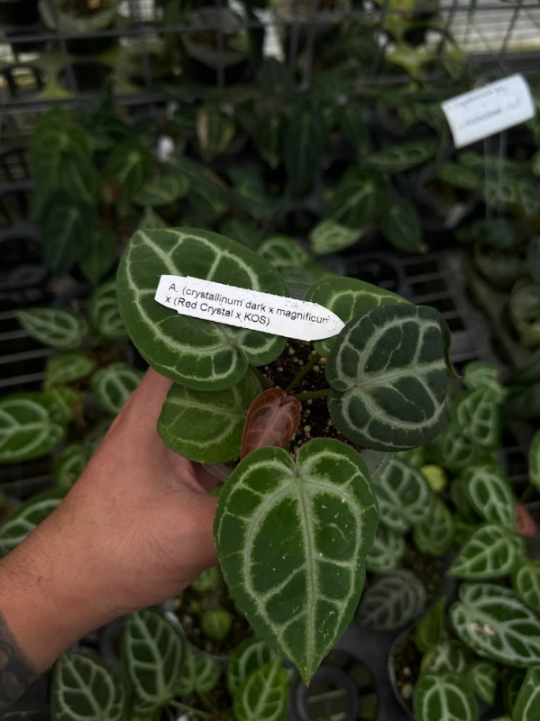 A. Crystal Mag x (Red Crystal x King of Spades)