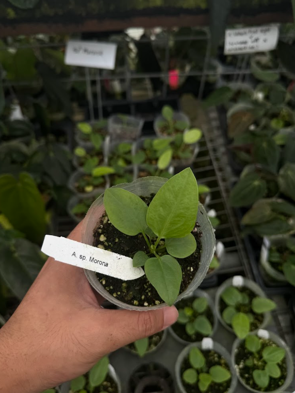A. sp. Morona
