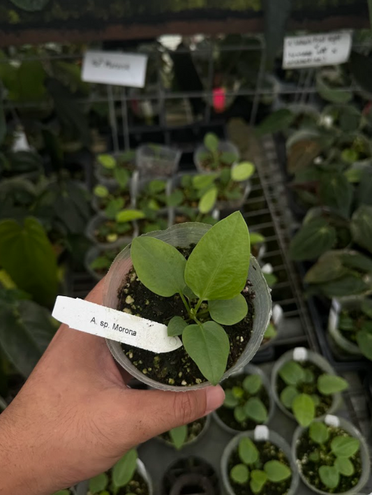 A. sp. Morona