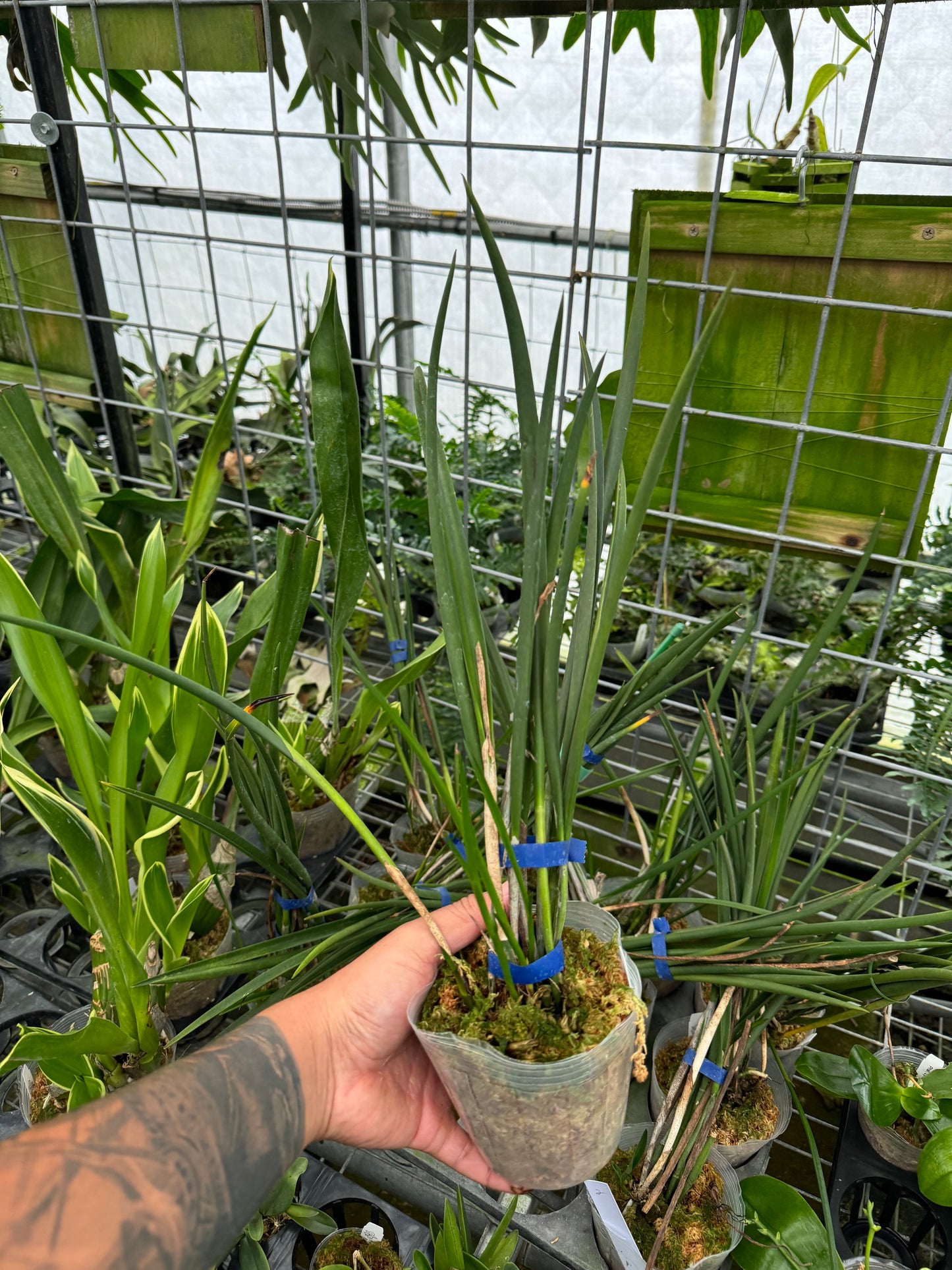 Bc. Amethyst (Brassavola cucullata x Cattleya purpurata) (Blooming size)