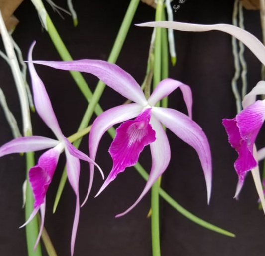 Bc. Amethyst (Brassavola cucullata x Cattleya purpurata) (Blooming size)