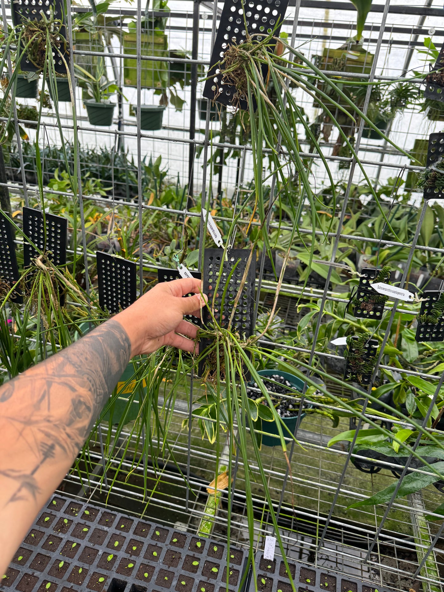 Brassavola cucullata (Blooming size)