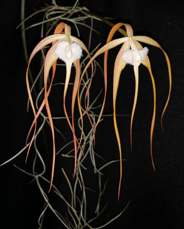 Brassavola cucullata (Blooming size)