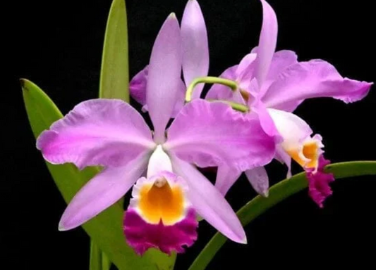 Cattleya eldorado (medium size)